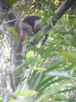 Northern Tamandua - Pipeline Road, Panama - copyright by Blake Maybank.jpg