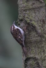 treecreeper3.jpg