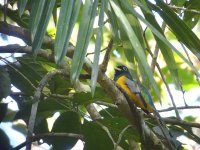 Black-throated Trogon, male - Pipeline Road, Panama - copyright by Blake Maybank.jpg