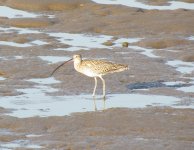 Eurasian Curlew.jpg