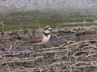 little ringed plover P300 kwzm60x DSCN0262.jpg