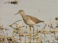 wood sandpiper P300 kwzm60x DSCN0511.jpg