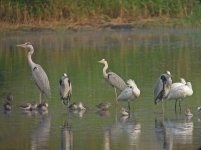 grey herons spoonbills waders P300 kwzm60x DSCN0597.jpg