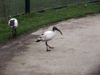 Lotherton-ibis.jpg