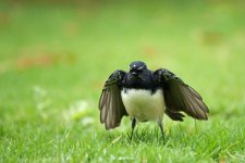 IMG_1292 Willie Wagtail Sm.jpg