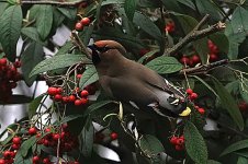 U_E%20Waxwing_4783.jpg