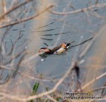 Mandarin Duck 700.jpg