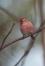 redpoll82.jpg