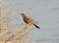 Blue Rock Thrush.jpg