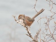 Chinese Hill Warbler.jpg