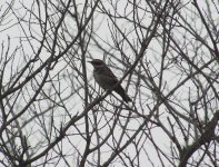 Dusky Thrush.jpg