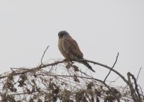 Eurasian Kestrel.jpg