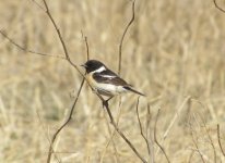 Siberian Stonechat.jpg