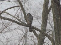 Eurasian Sparrowhawk.jpg