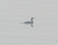 Pelagic Cormorant.jpg