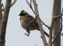 Yellow-throated Bunting.jpg