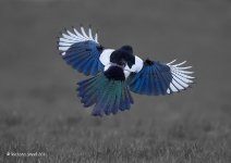 magpie-2011-71_600x425.jpg