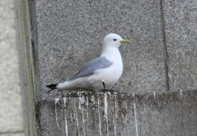 kittiwake2.jpg