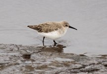 dunlin@derwenthaughstaites.jpg