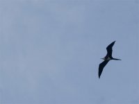 Frigate bird 800.JPG