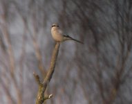 Great Gray Shrike2.jpg