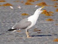 PossibleYLGull_03-23-2011_A.jpg