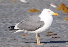 PossibleYLGull_03-23-2011_B.jpg