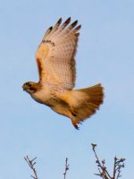 Raptor Taking Flight_07445BF.jpg