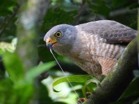 Roadside Hawk - 23-01-2011 - Watercress Trail, Panama - photo by Blake Maybank.jpg