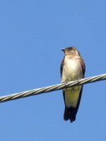 S. Rough-winged Swallow - 23-01-2011 - Watercress Trail, Panama - photo by Blake Maybank.jpg