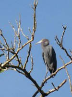 Little Blue Heron - 23-01-2011 - Watercress Trail, Panama - photo by Blake Maybank.jpg