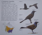 Common Grackle.jpg