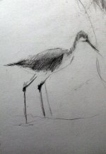 black necked stilt.jpg