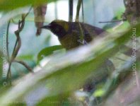 _Dusky Faced Tanager -_02.jpg