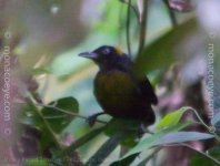 _Dusky Faced Tanager -_01.jpg