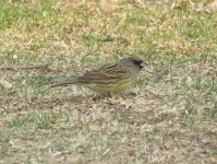 Black-faced Bunting.jpg