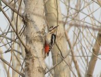 Great Spotted Woodpecker.jpg