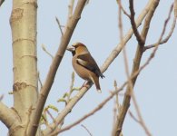 Hawfinch.jpg