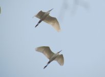 Little Egret.jpg