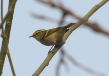 Yellow-browed Warbler.jpg