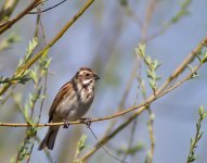 Reed_Bunting_3.jpg