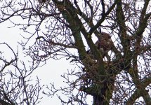 buzzard Upton Warren Flashes, 31 March 2010_web.jpg