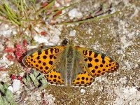 IMG_2417_Queen-of-Spain Fritillary_April2011.jpg