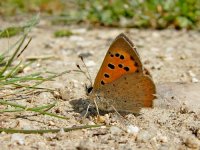 DSCN1106_Small Copper_April2011.jpg