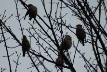 waxwings Jan 11 028.jpg