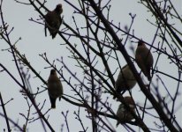 waxwings Jan 11 030.jpg