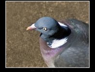 Walter Pigeon 2.jpg