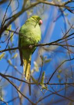 RRParakeetHP800.jpg