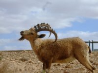 nubian ibex.jpg