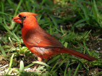 Cardinal.JPG